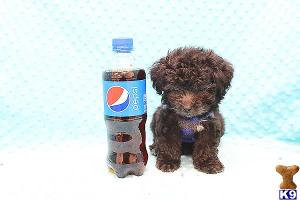 CMPuppyHeaven Picture 3